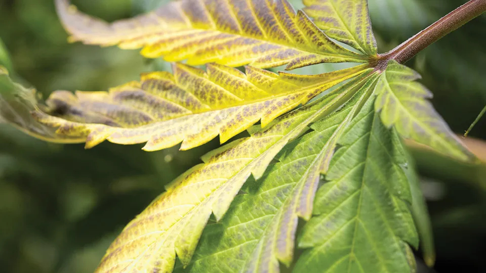 Vertical Hydroponic Gardening: Maximizing Space and Yields